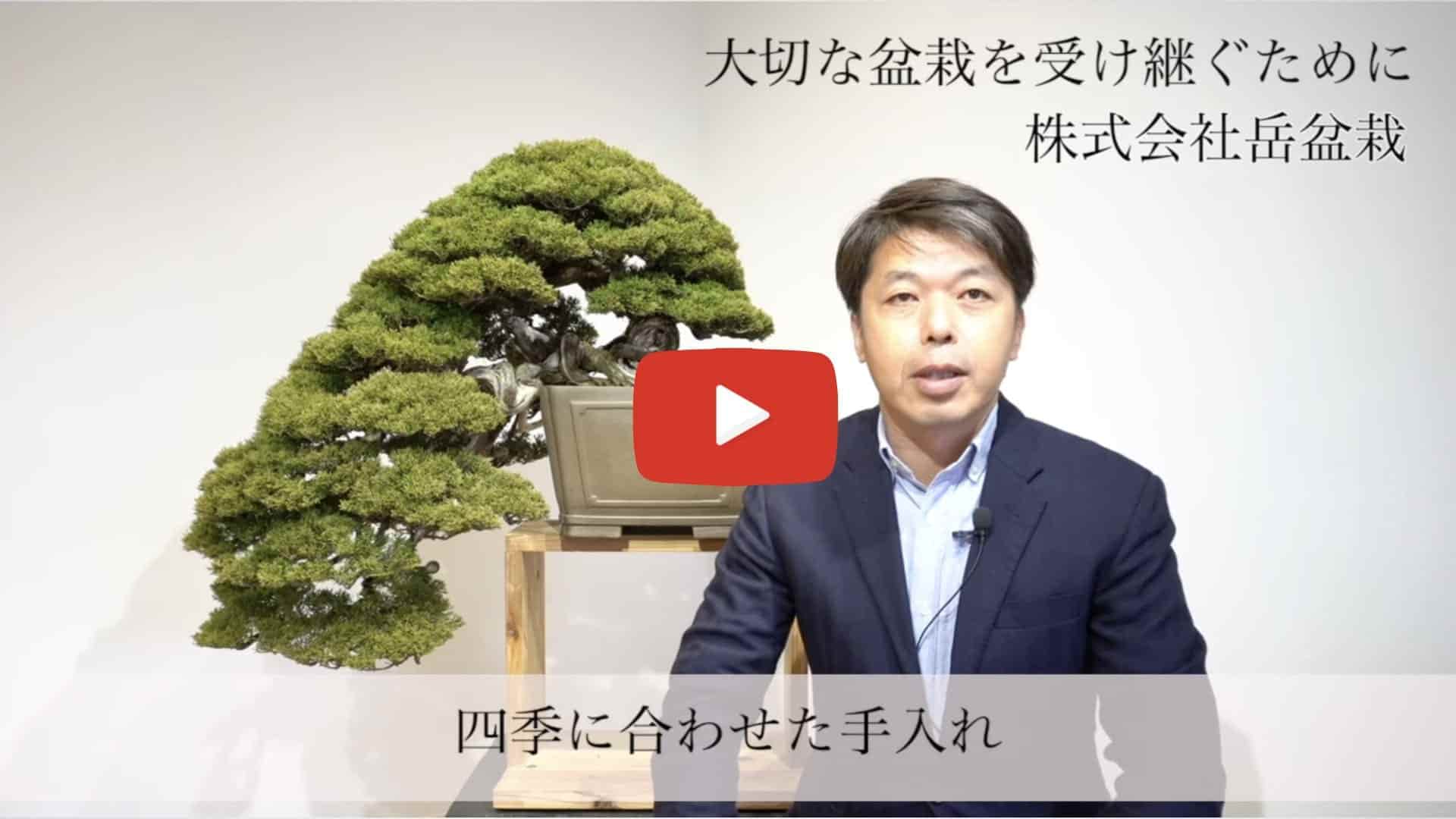 盆栽買取・盆栽職人が安心査定 | 株式会社岳盆栽 | 盆栽の買取は買取実績No.1の岳盆栽