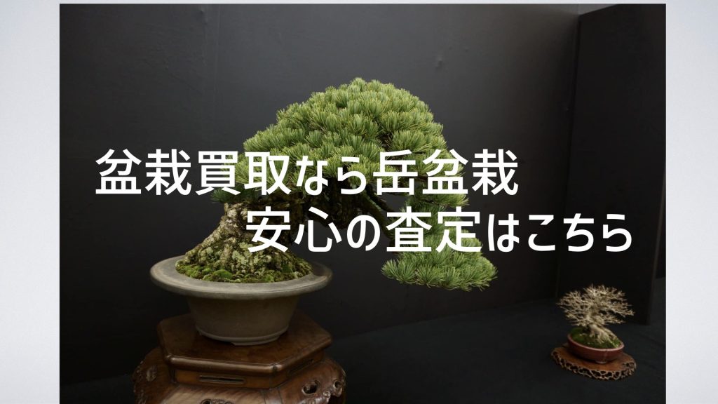 盆栽を処分したい」ちょっと待って！ | 盆栽買取岳盆栽