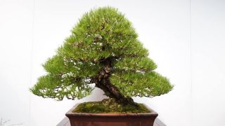 広島で盆栽をお売りになりたい方へ !