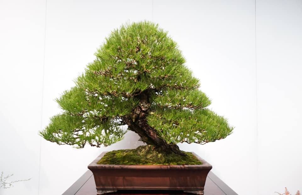 広島で盆栽をお売りになりたい方へ !