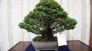 檜盆栽！高価買取の秘訣は「樹種」