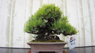 黒松盆栽 高価買取は「寸梢」？