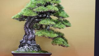 愛知県・名古屋で、盆栽を高く売る方法