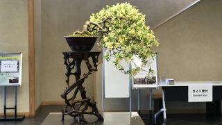 埼玉県・大宮・川口で盆栽をお売りになりたい方へ !