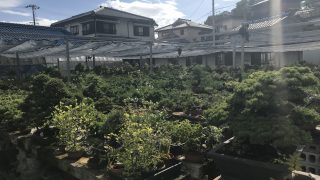 大阪で盆栽をお売りになりたい方へ