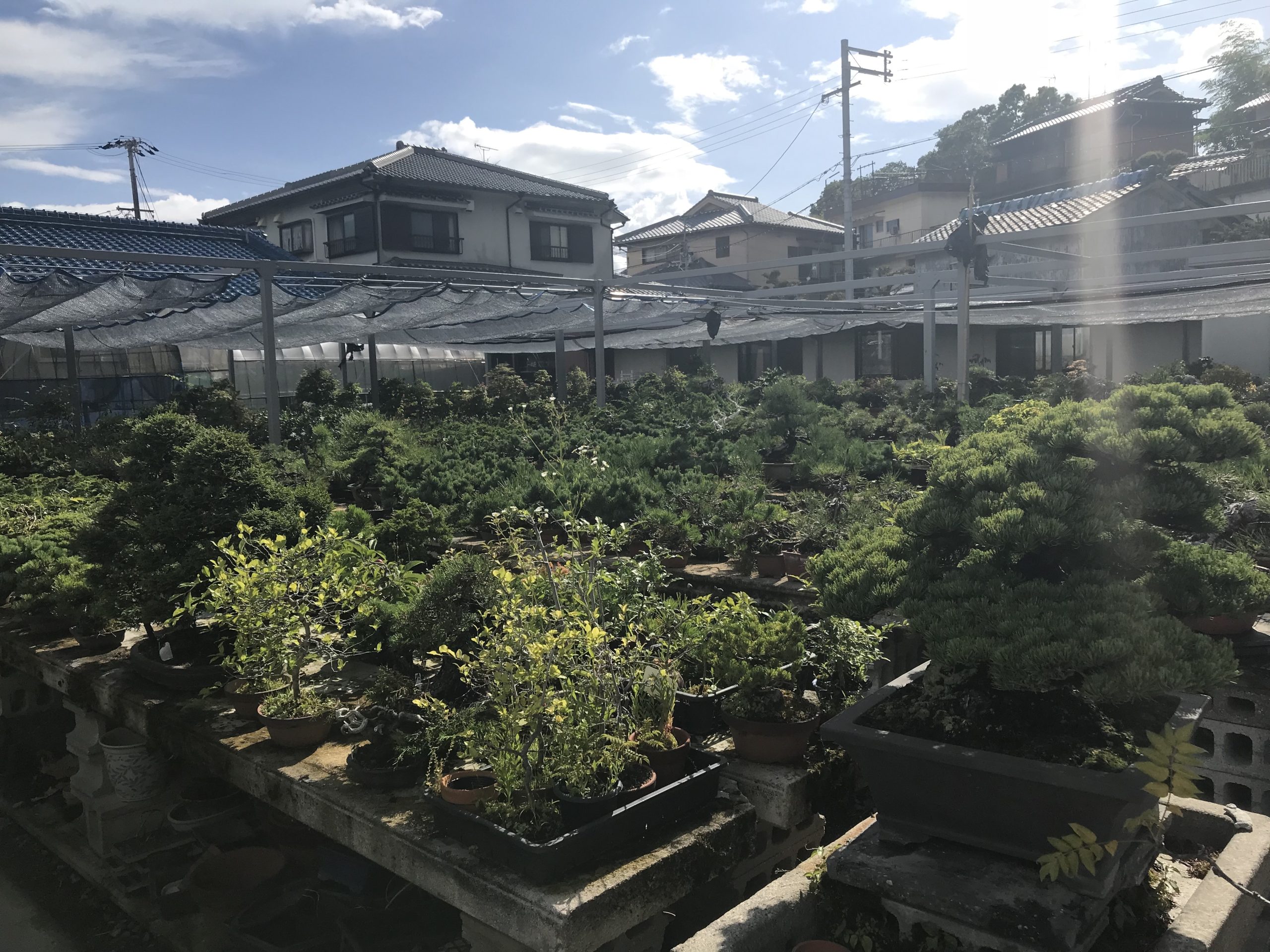 大阪で盆栽をお売りになりたい方へ