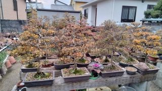 残された盆栽、どうする？