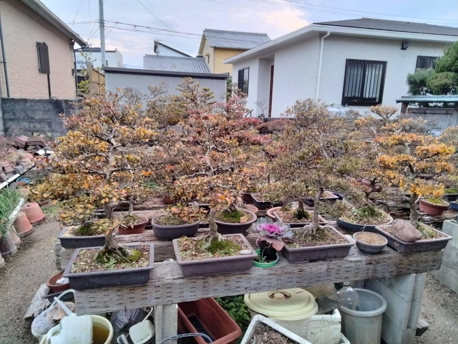 残された盆栽、どうする？