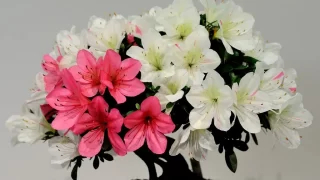 皐月盆栽・高価査定の秘訣！