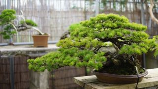 東京で盆栽をお売りになりたい方へ！