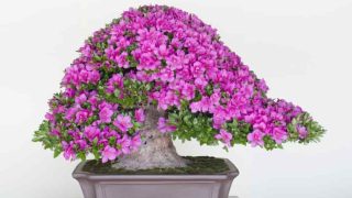 盆栽買取の相場、どうやって決まるの？