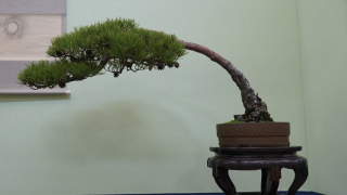 茨城県・水戸で盆栽をお売りになりたい方へ