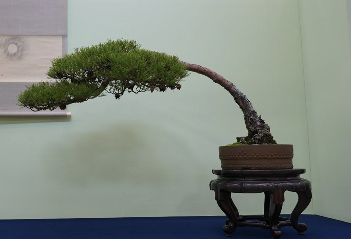 茨城県・水戸で盆栽をお売りになりたい方へ