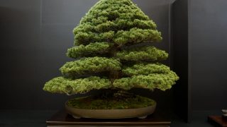 群馬・前橋・高崎・伊勢崎で盆栽をお売りになりたい方へ