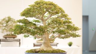 紅葉盆栽・高価買取の秘訣！