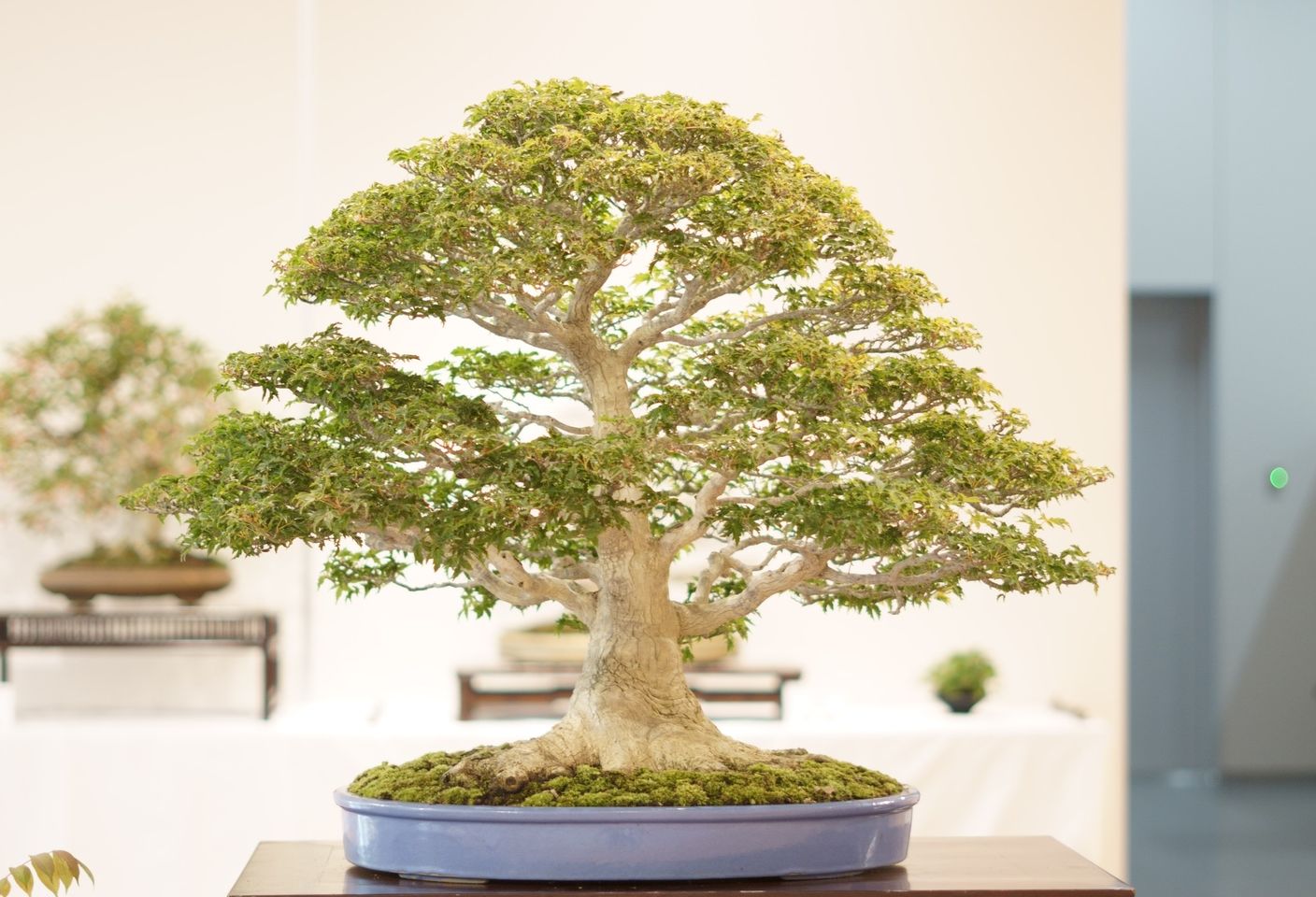 紅葉盆栽・高価買取の秘訣！