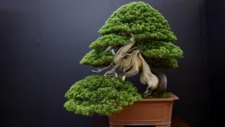 京都で盆栽をお売りになりたいかたへ