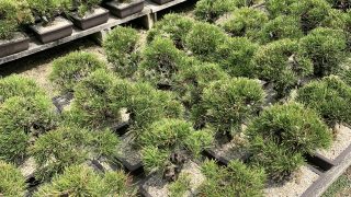 香川・高松で盆栽をお売りになりたい方へ