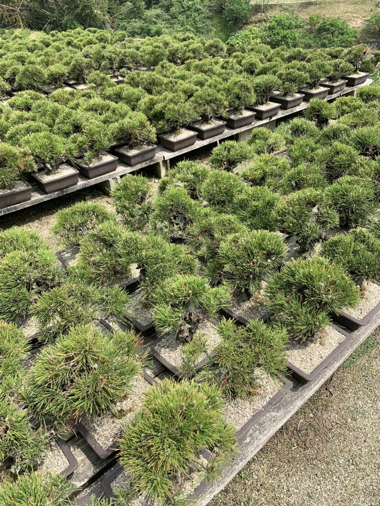 黒松の生産現場