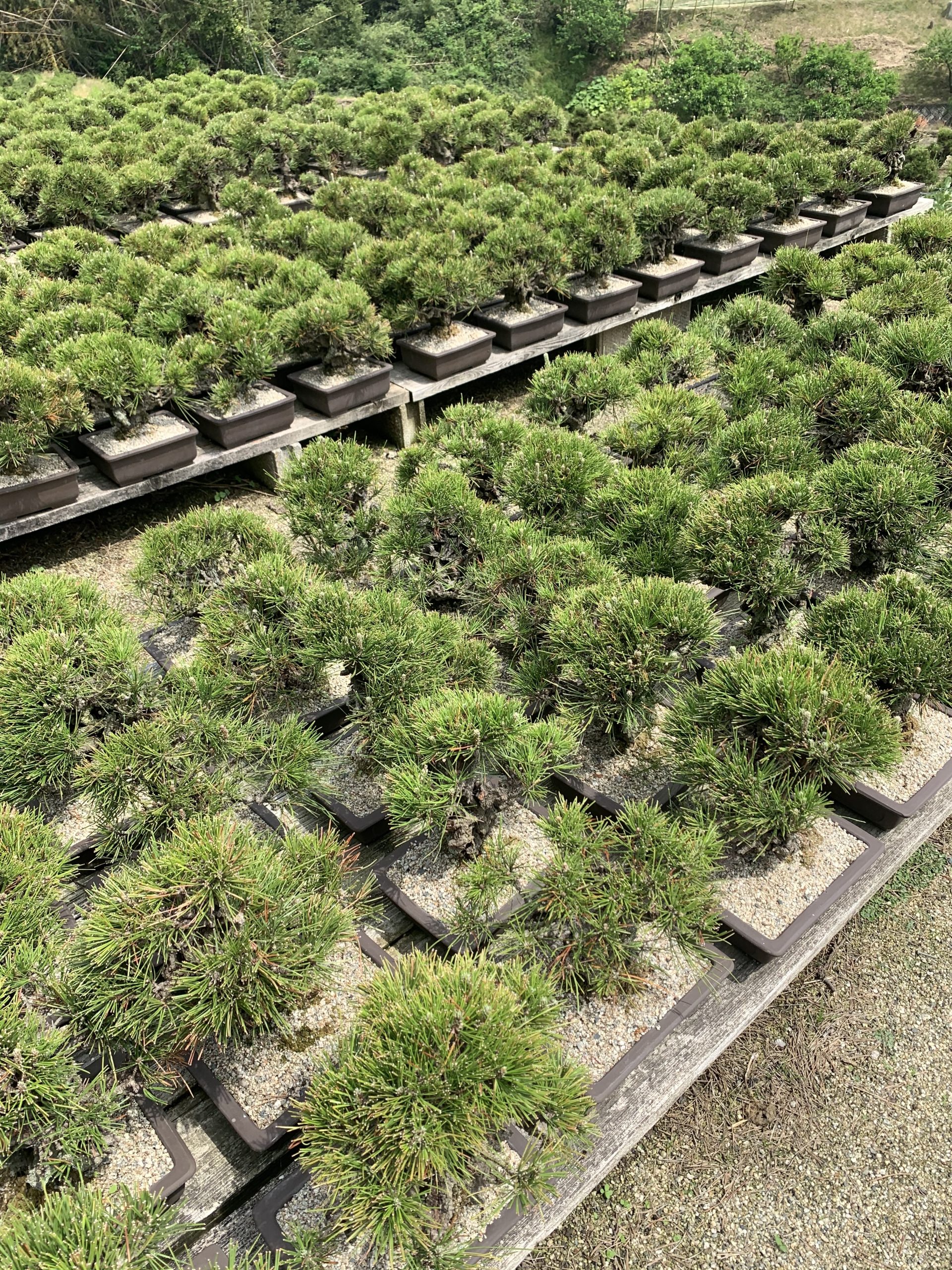 香川・高松で盆栽をお売りになりたい方へ