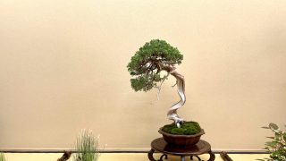 宮城県から盆栽をお売りになりたい方へ