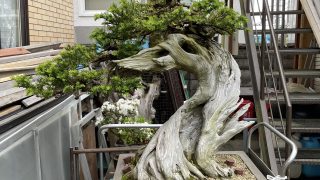 北海道から盆栽をお売りになりたいかたへ