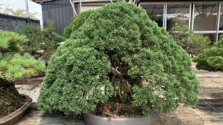 奈良県で盆栽をお売りになりたいかたへ