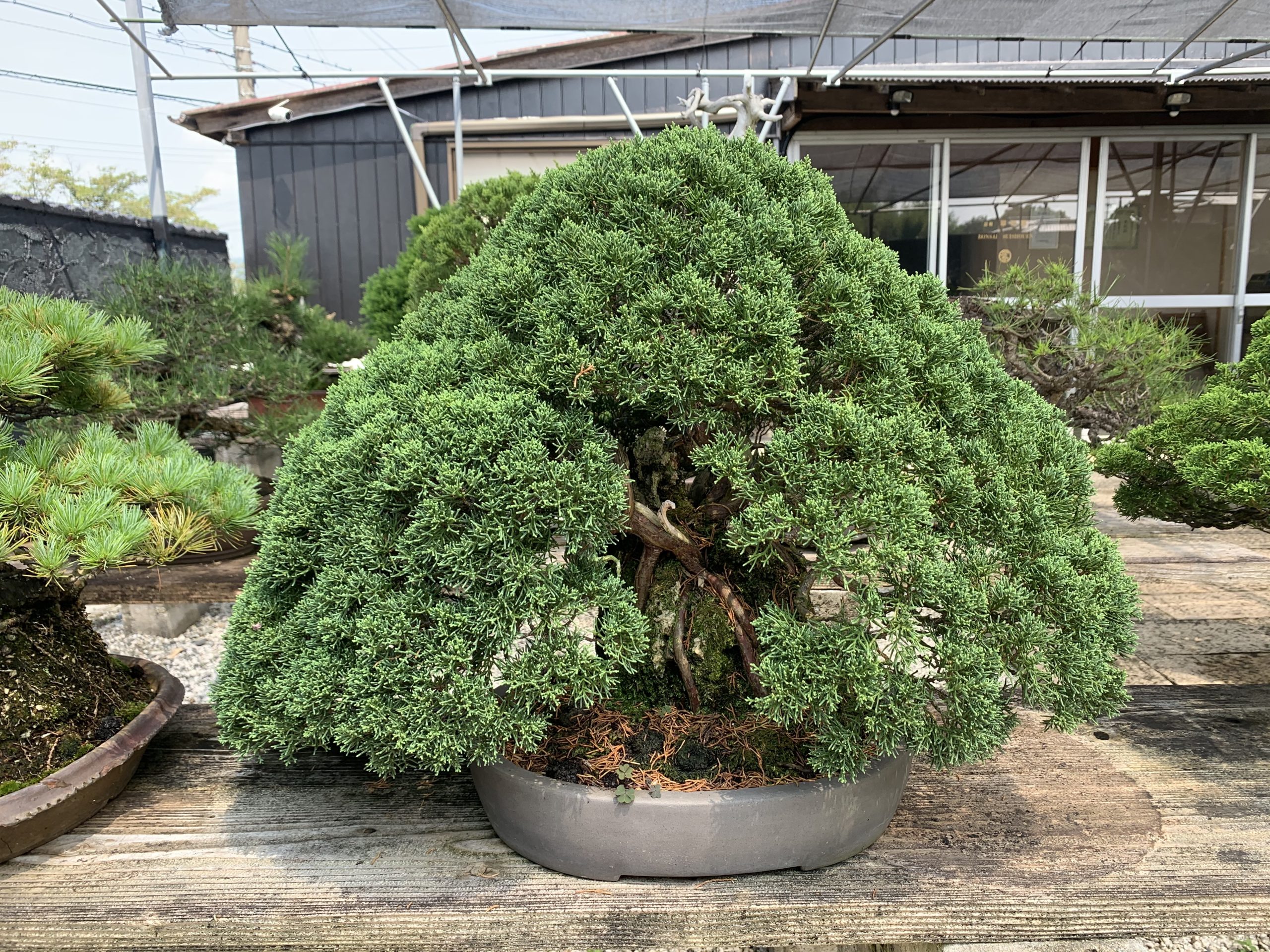 奈良県で盆栽をお売りになりたいかたへ