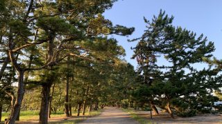 兵庫県で盆栽をお売りになりたい方へ