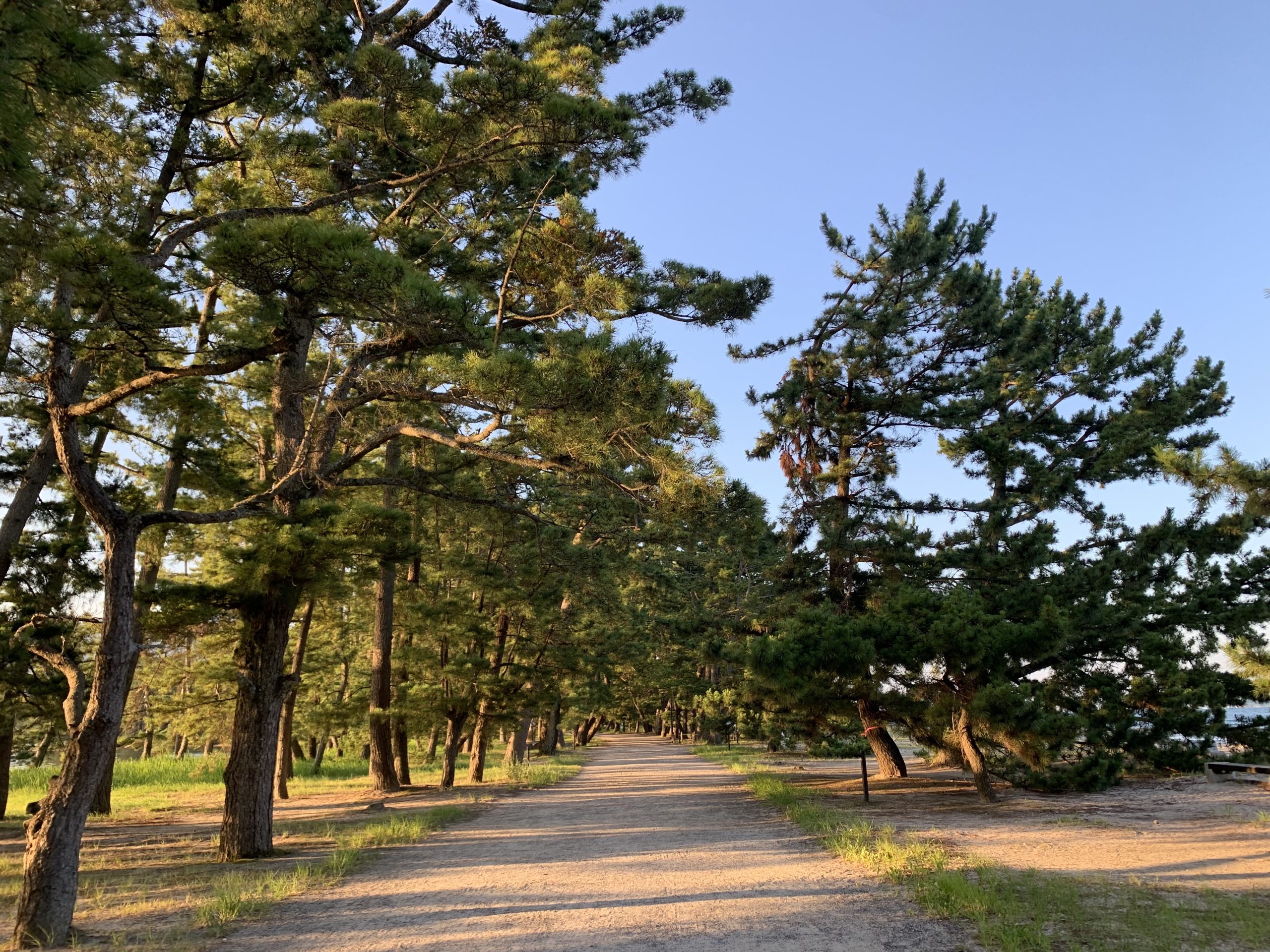 兵庫県で盆栽をお売りになりたい方へ