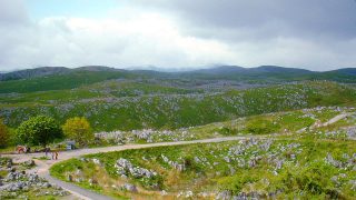 山口県から盆栽をお売りになりたい方へ