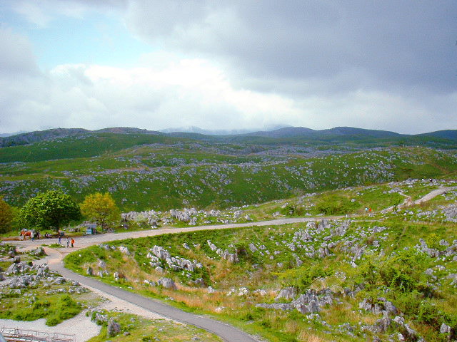 山口県から盆栽をお売りになりたい方へ