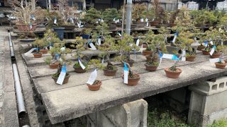 福岡・博多・久留米で盆栽をお売りになりたい方へ