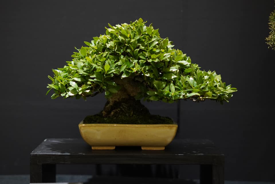 クチナシの盆栽