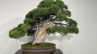 岩手県から盆栽をお売りになりたい方へ