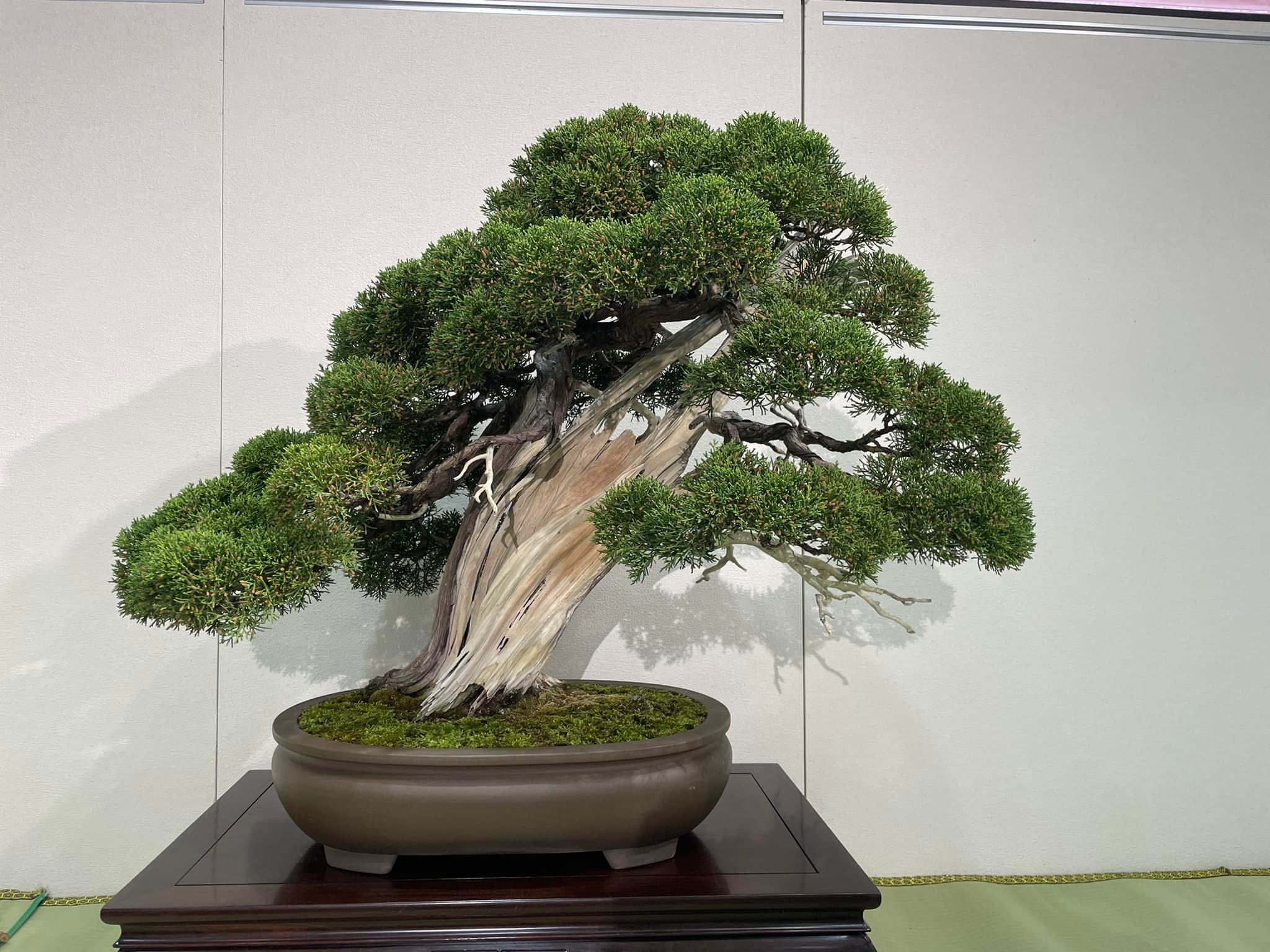 岩手県から盆栽をお売りになりたい方へ