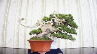 高知県から盆栽をお売りになりたい方へ