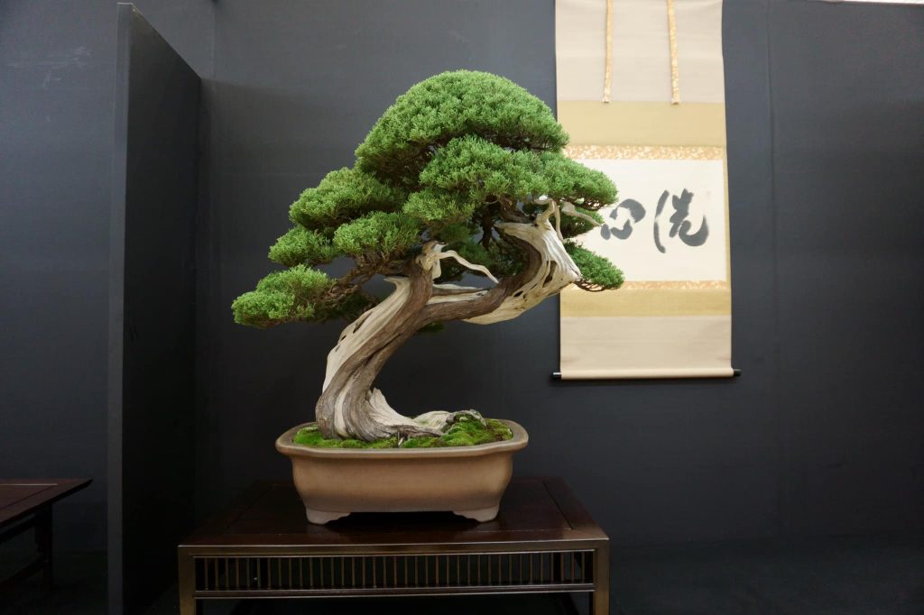 大観展の真柏盆栽