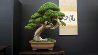 まもなく開催！第45回日本盆栽大観展｜京都・みやこめっせで開催決定【2025年11月21日〜24日】