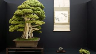 秋田県から盆栽をお売りになりたい方へ