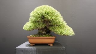 浜松市から盆栽をお売りになりたい方へ