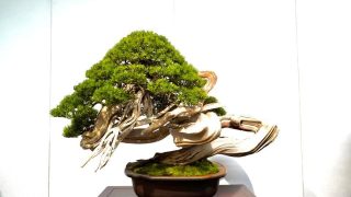 長野県から盆栽をお売りになりたい方へ