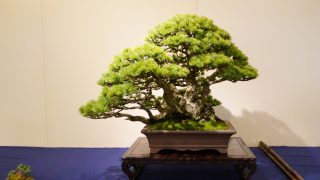 福島県から盆栽をお売りになりたい方へ