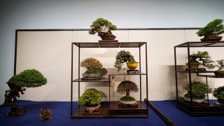 千葉県から盆栽をお売りになりたいかたへ