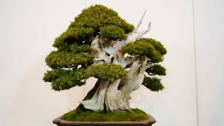 【保存版】第100回 国風盆栽展がついに開催！盆栽界の最高峰、歴史的節目を見逃すな！