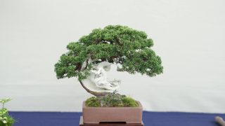 新潟県から盆栽をお売りになりたい方へ