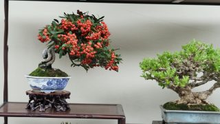 宮崎県から盆栽をお売りになりたい方へ