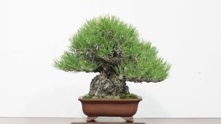 鳥取県から盆栽をお売りになりたい方へ