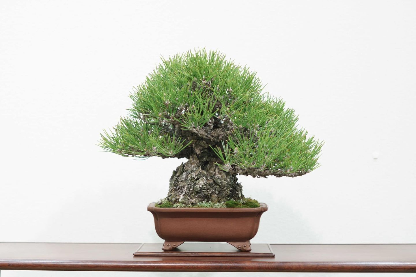 鳥取県から盆栽をお売りになりたい方へ