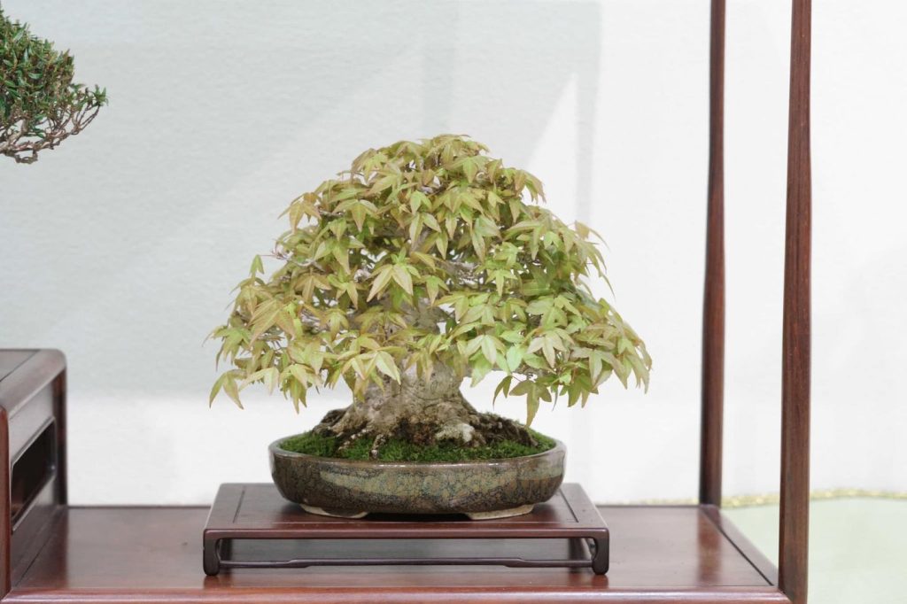 紅葉盆栽